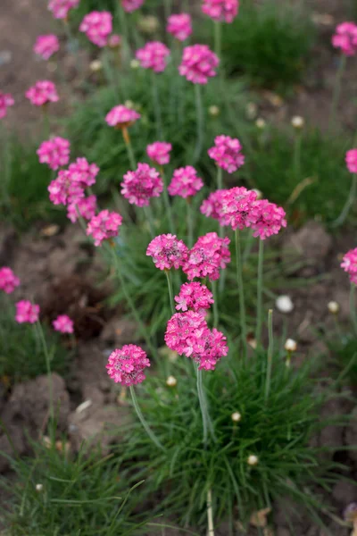 Muchos Jardín Los Arbustos Primavera Flores Florecieron Con Saturado Rosa — Foto de Stock