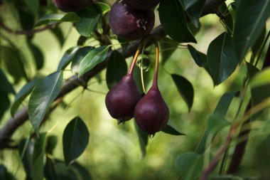 Kırmızı armutlar büyür ve bir ağaçta olgunlaşır güzel bir meyve yaz yeşil bahçesinde.