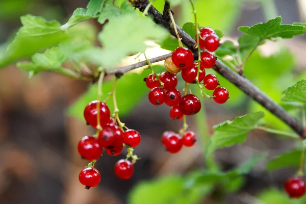 Red Currant Grew Ripening Bush Branch Natural Summer Domestic Garden — Stock Photo, Image