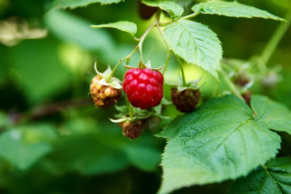 Kırmızı, tatlı, lezzetli ahududu meyveleri ve yaz bahçesindeki dallarda olgun böğürtlen ekşisi olmasın.
