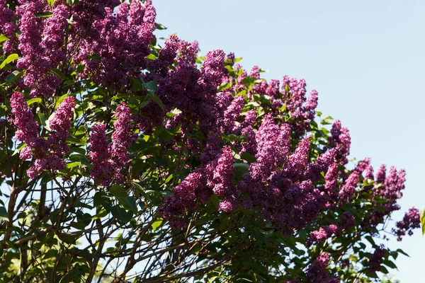 Flower Beauty Trees Purple Lilac Park Blue Sky Background — Stock Photo, Image