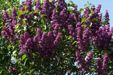 Yaprakların ve gökyüzünün yeşil arka planında çiçek açan leylak ağacı.