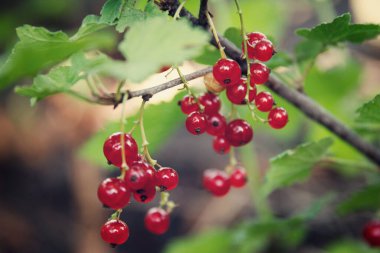 Frenk üzümü yetişti ve yazın doğal bahçedeki bir çalılıkta olgunlaştı.