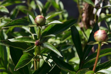 Buds of peonies that have not flourished still grow on a green background of leaves in summer