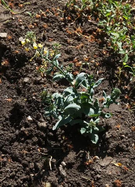 Vegetable Garden Dug Cauliflower Other Growing Greens Summer — стоковое фото