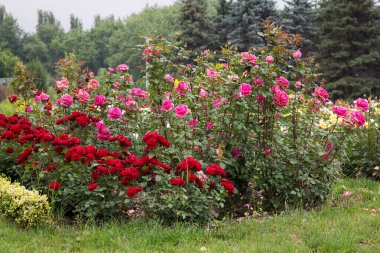 Red and pink rose bushes blossomed beautifully and brightly in the park in summer