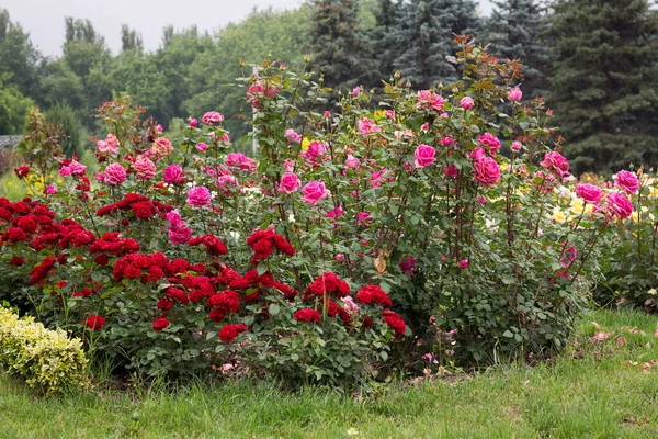 Red Pink Rose Bushes Blossomed Beautifully Brightly Park Summer — стоковое фото