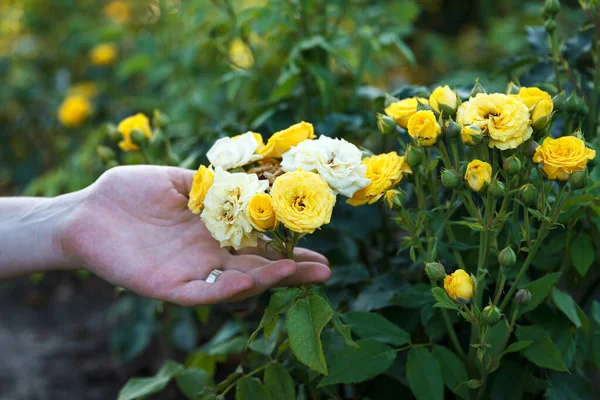 Girl Holds Hand Blossoming Bush White Yellow Roses Summer Park — стоковое фото