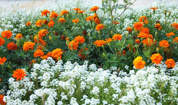 Carpet Orange White Flowers Blooming Summer Flower Bed Creates Beautiful — Fotografie, imagine de stoc