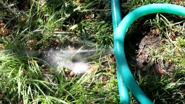 Broken Hose Watering Garden Stream Water Whips Pressure Summer Needs — Stock Video