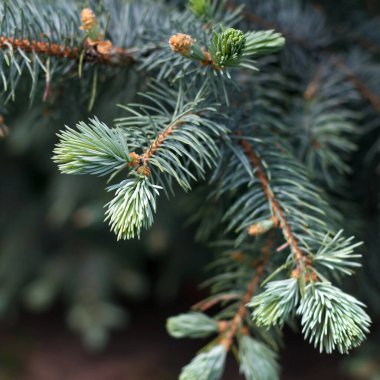 Evergreen Spruce şubesi, büyüyen küçük yeşil dallarla güncellendi.