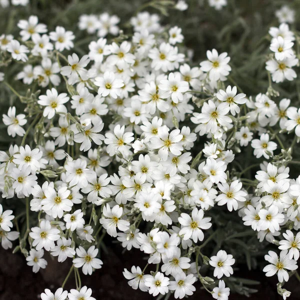 Flores Decorativas Arbusto Con Hermosas Flores Blancas Primavera —  Fotos de Stock