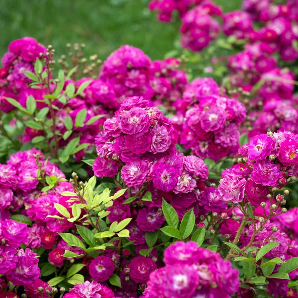 Muchos Hermoso Arbusto Flores Rosas Esponjosas Jardín Verano —  Fotos de Stock
