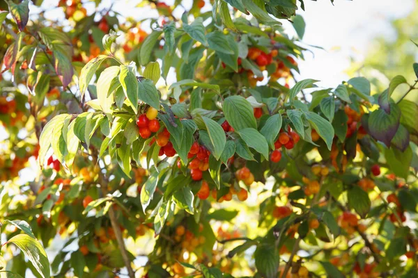 Red Ripe Medicinal Dogwood Slept Tree Forest Outdoors Berry Harvest — Stock Photo, Image