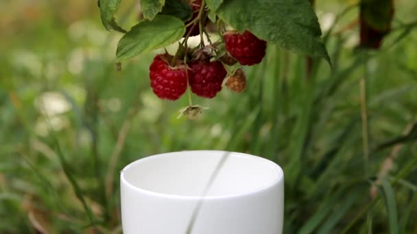 Branch Ripe Red Raspberry Berries Hangs White Cup Garden Green Стоковый Видеоролик