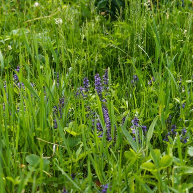 Beauty forest glade with flowering strawberry, flowers and thick grass