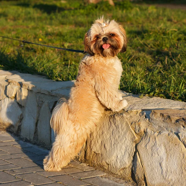 Een Kleine Mooie Hond Yorkshire Terrier Aan Lijn Loopt Speelt — Stockfoto