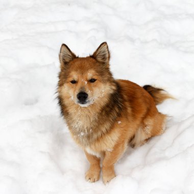 Yumuşak, güzel, oyuncu köpek yavrusu karda oturur ve seyreder.