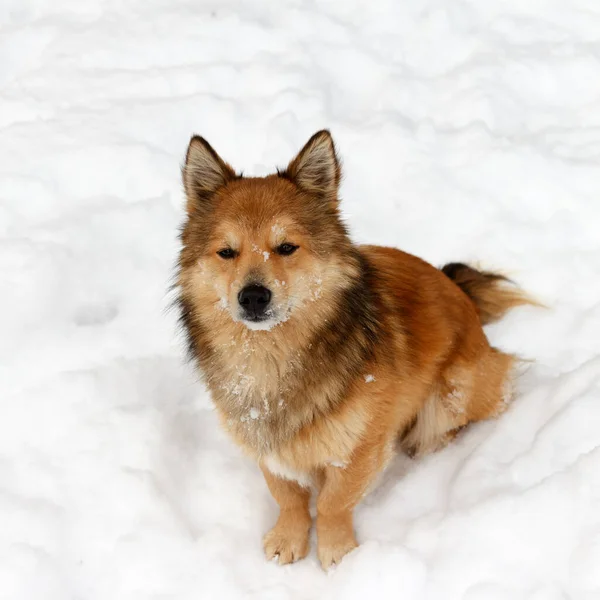 毛绒绒美丽的爱玩耍的小狗坐在雪地里看着 — 图库照片