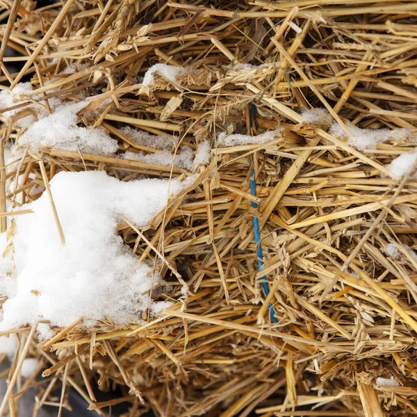 Haystack Yace Cubierto Nieve Temporada Invierno Porque Tuvieron Tiempo Retirarla — Foto de Stock