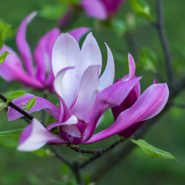 Delikatnie Kwitnąca Magnolia Fioletowy Kolor Wiosennym Ogrodzie Zielonym Tle — Zdjęcie stockowe