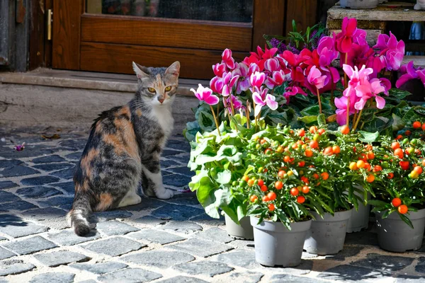 ラツィオ地域 イタリアの中世の町 サント ステファノヴィラの店で花の中の猫 — ストック写真