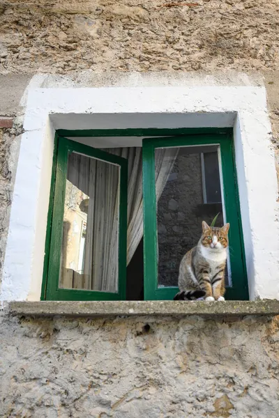 Gatto Domestico Sulla Finestra Una Vecchia Casa Capaccio Antico Borgo — Foto Stock