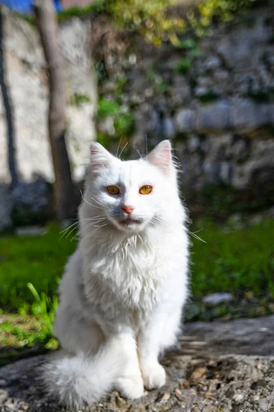 Gatto Bianco Una Stradina Trentinara Antico Borgo Provincia Salerno — Foto Stock