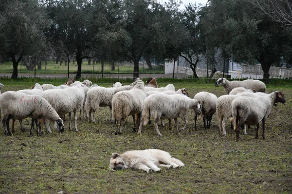 Flock Sheep Grazing Farm Southern Italy — Stock Photo, Image