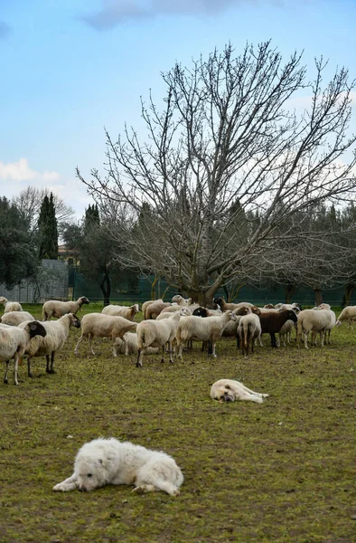 Отара Овець Пасуться Фермі Півдні Італії — стокове фото
