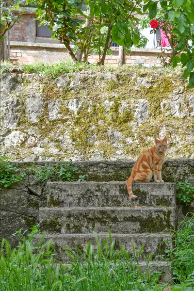 Cats Narrow Street Old Houses Petina Village Mountains Salerno Province — Foto Stock