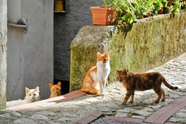 Cats in a narrow street between the old houses of Petina, a village in the mountains of Salerno province, Italy.