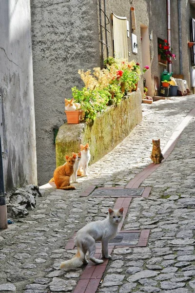 Narrow Street Old Houses Petina Village Mountains Salerno Province Italy — Zdjęcie stockowe