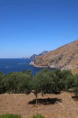 Panoramic view of the sea through an olive grove. At the bottom you can see the stacks of Capri, Italy.