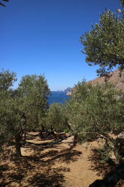 Panoramic view of the sea through an olive grove. At the bottom you can see the stacks of Capri, Italy.