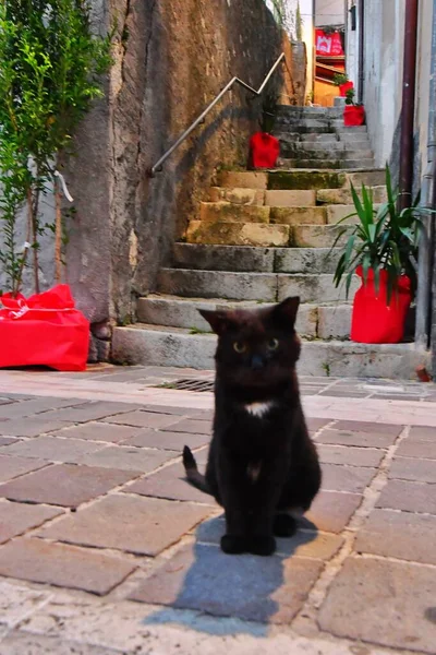 イタリアのアブルッツォ地方の村カラマニコ テルメの通りにある猫 — ストック写真