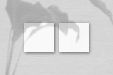 Gri duvar zemininde iki kare beyaz desenli kağıt. Bitkilerin gölgeleriyle örtüşüyor. Doğal ışık, egzotik bir bitkinin gölgelerini oluşturur.