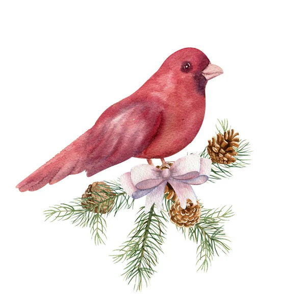 Egy vörös madár ül egy díszített lucfenyő ágon. Téli akvarell illusztráció — Stock Fotó