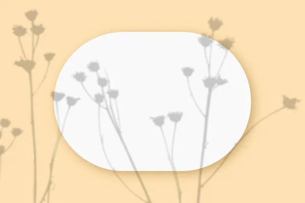 软垫，植物阴影叠加在一张椭圆形的纹理白纸上，背景是米色的。横向方向： — 图库照片