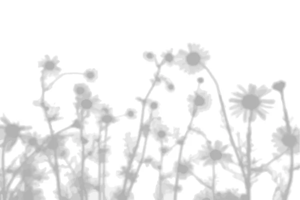 Fond d'été de l'ombre d'un brin d'herbe des champs et des fleurs sur un mur blanc. Blanc et noir pour photo ou maquette — Image vectorielle