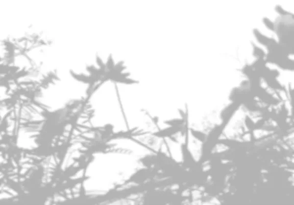 Літній фон з тіні гілочки польової трави на білій стіні. Білий і чорний для фотографій або макетів — стокове фото
