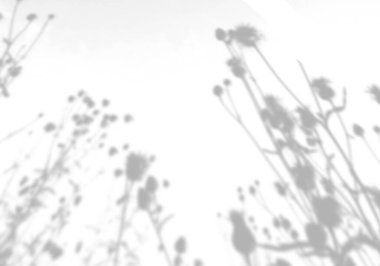 Beyaz bir duvardaki çim filizinin gölgesinden yaz arkaplanı. Fotoğraf veya maket için beyaz ve siyah