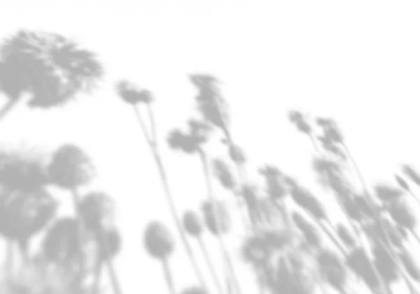 Fond d'été de l'ombre d'un brin d'herbe des champs sur un mur blanc. Blanc et noir pour photo ou maquette — Photo