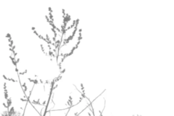 Fundo de verão da sombra de um ramo de grama de campo em uma parede branca. Branco e preto para foto ou mockup — Vetor de Stock