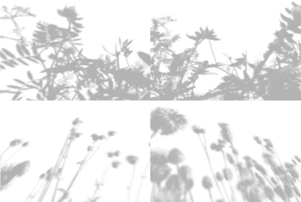 4 sommar bakgrund från skuggan av en kvist åkergräs på en vit vägg. Vit och svart för foto eller mockup — Stock vektor