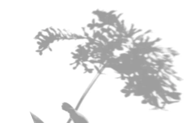 Nyári háttér egy szobavirág árnyékában egy fehér falon. Fehér és fekete egy fénykép vagy mockup — Stock Vector