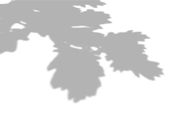 Sfondo estivo di ombre da foglie di quercia e rami su una parete bianca. Bianco e nero per foto o modello — Vettoriale Stock