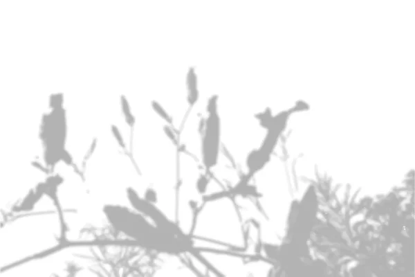 Sommar bakgrund från skuggan av en kvist av åkergräs på en vit vägg. Vit och svart för foto eller mockup — Stock vektor