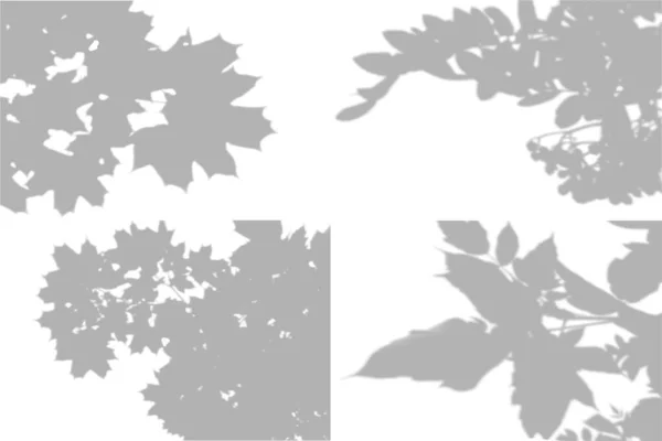4 Summer background shadows from maple leaves, rowan leaves on a white wall. White and black for photo or mockup — Vetor de Stock