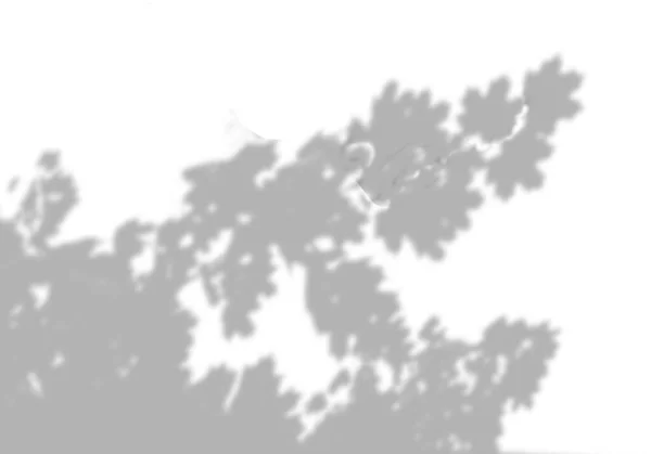 Sfondo estivo di ombre da foglie di acero e rami su una parete bianca. Bianco e nero per foto o modello — Foto Stock